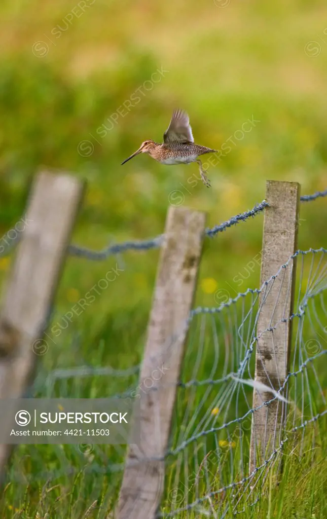 Common Snipe (Gallinago gallinago) adult, in flight, taking off from fencepost, Shetland Islands, Scotland