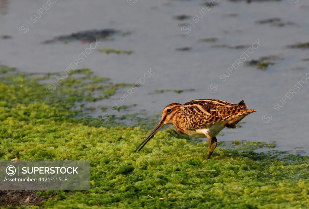 Common Snipe (Gallinago gallinago) adult, with rings and leg tags, feeding at edge of water, Thailand, february