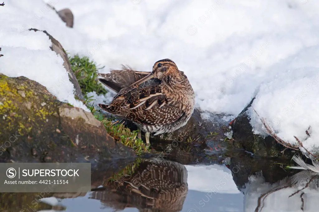 Common Snipe (Gallinago gallinago) adult, preening, standing on snow covered bank of pond, Salthouse, Norfolk, England, december