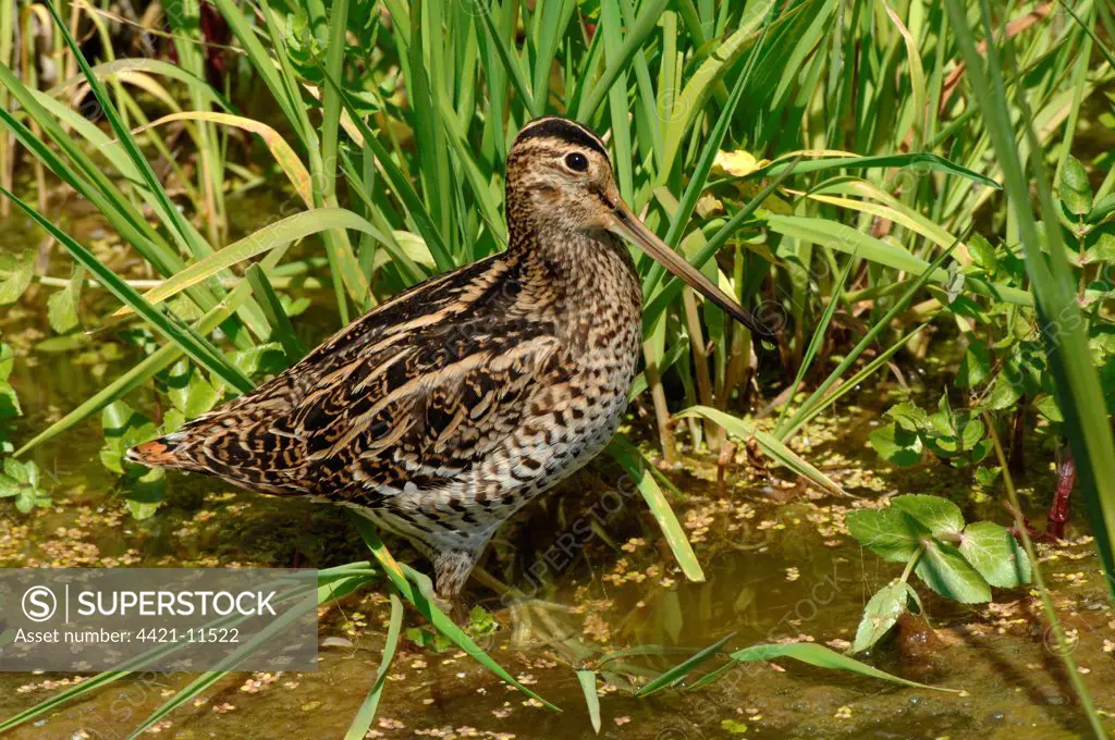 Great Snipe (Gallinago media) adult, standing in shallow water, during migration, Lesvos, Greece, april