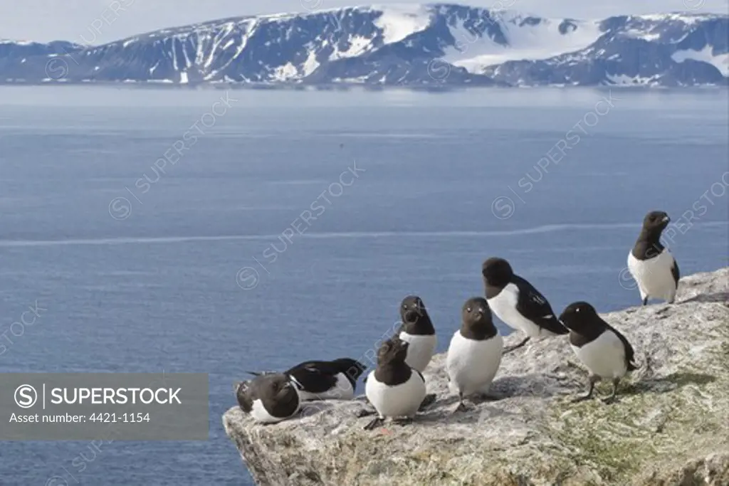 Little Auk (Alle alle) eight adults, summer plumage, breeding colony on rocks in coastal habitat, Spitzbergen, Svalbard, july