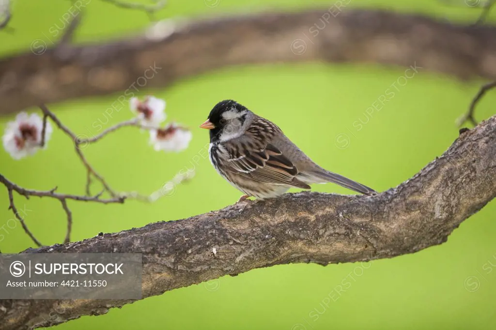 Harris's Sparrow (Zonotrichia querula) adult, perched on branch, North Dakota, U.S.A., may