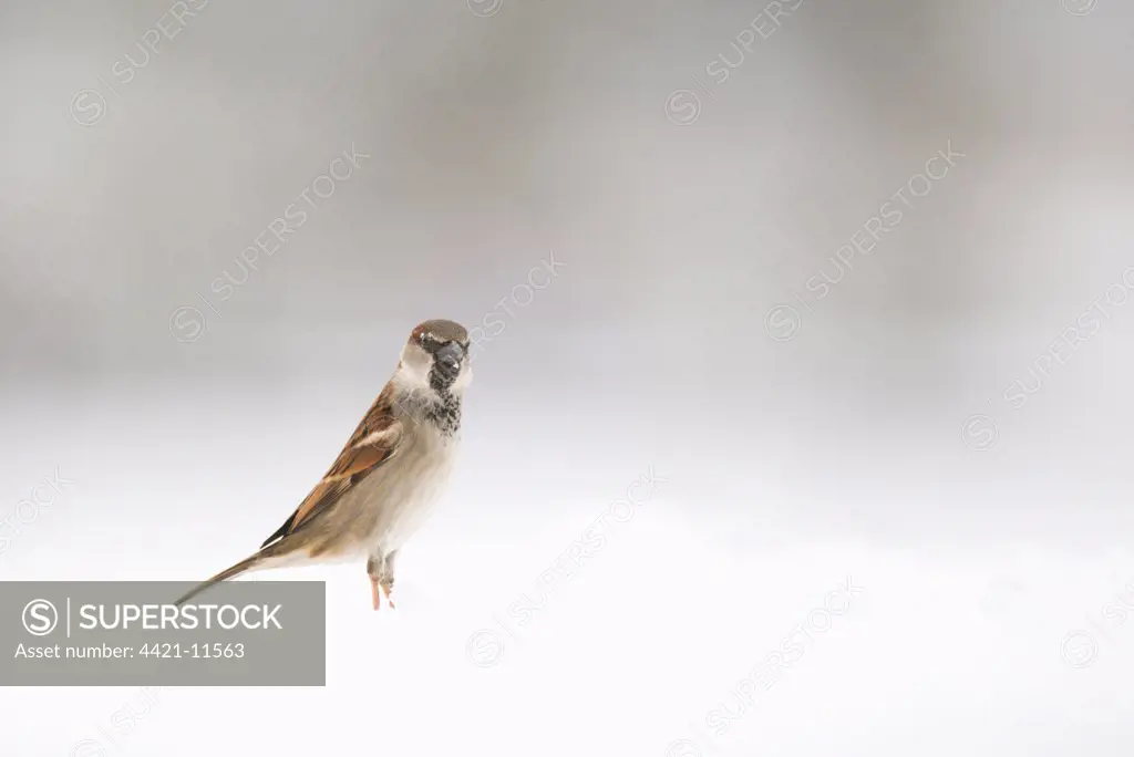 House Sparrow (Passer domesticus) adult male, standing on snow covered ground, Derbyshire, England, february
