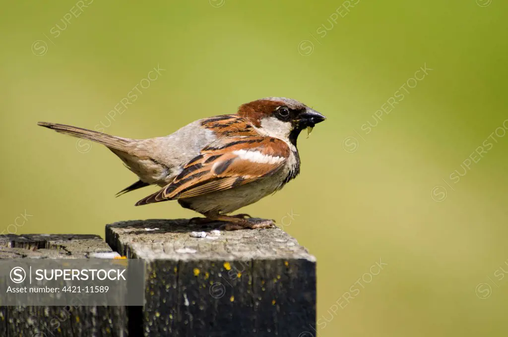 House Sparrow (Passer domesticus) adult male, with insects in beak, perched on fencepost, Elmley Marshes Nature Reserve, Isle of Sheppey, Kent, England, june