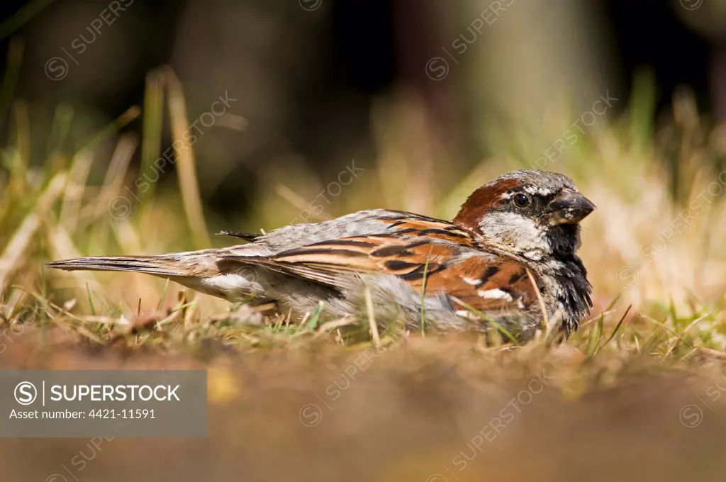 House Sparrow (Passer domesticus) adult male, dust-bathing, Elmley Marshes National Nature Reserve, North Kent Marshes, Isle of Sheppey, Kent, England, july