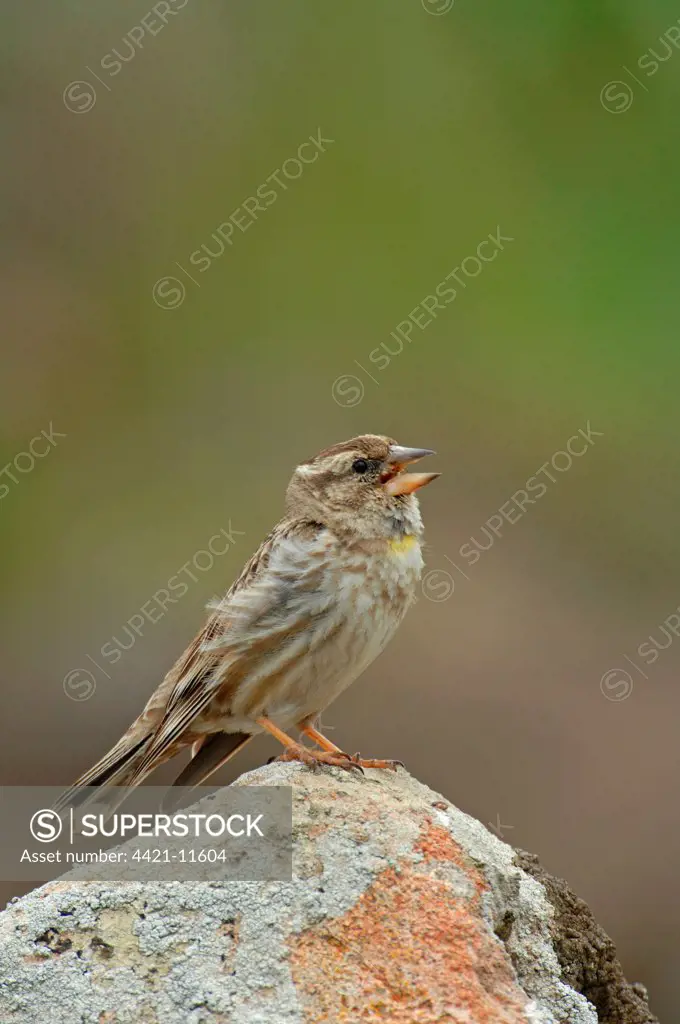 Rock Sparrow (Petronia petronia) adult male, singing, perched on rock, Lesvos, Greece, april