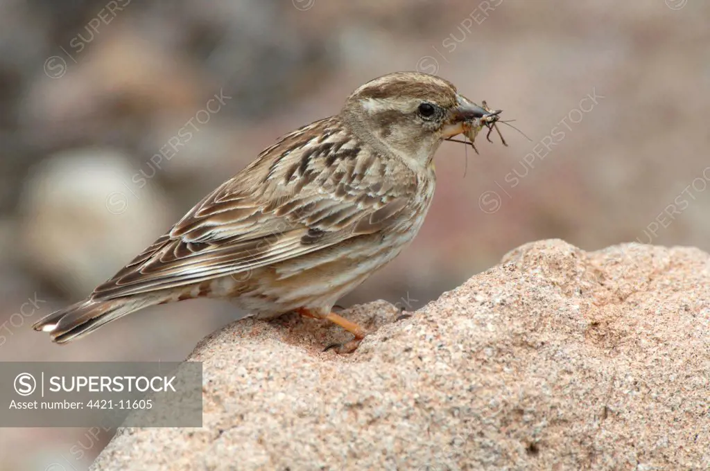 Rock Sparrow (Petronia petronia) adult male, with food in beak for young, Lesvos, Greece, april