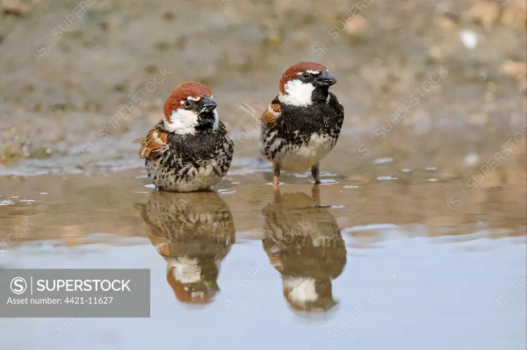 Spanish Sparrow (Passer hispaniolensis) two adults, standing in pool, Bulgaria, may