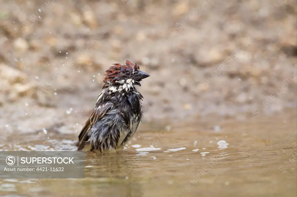 Spanish Sparrow (Passer hispaniolensis) adult male, bathing, Bulgaria, may