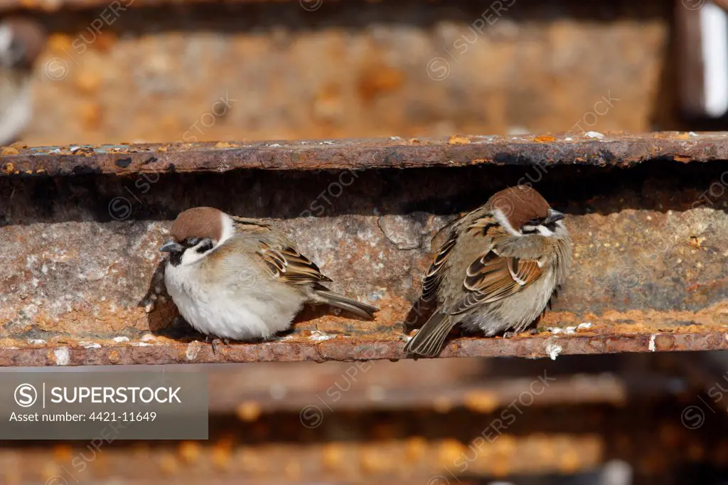 Eurasian Tree Sparrow (Passer montanus) two adults, roosting on rusty metal, Hokkaido, Japan, winter