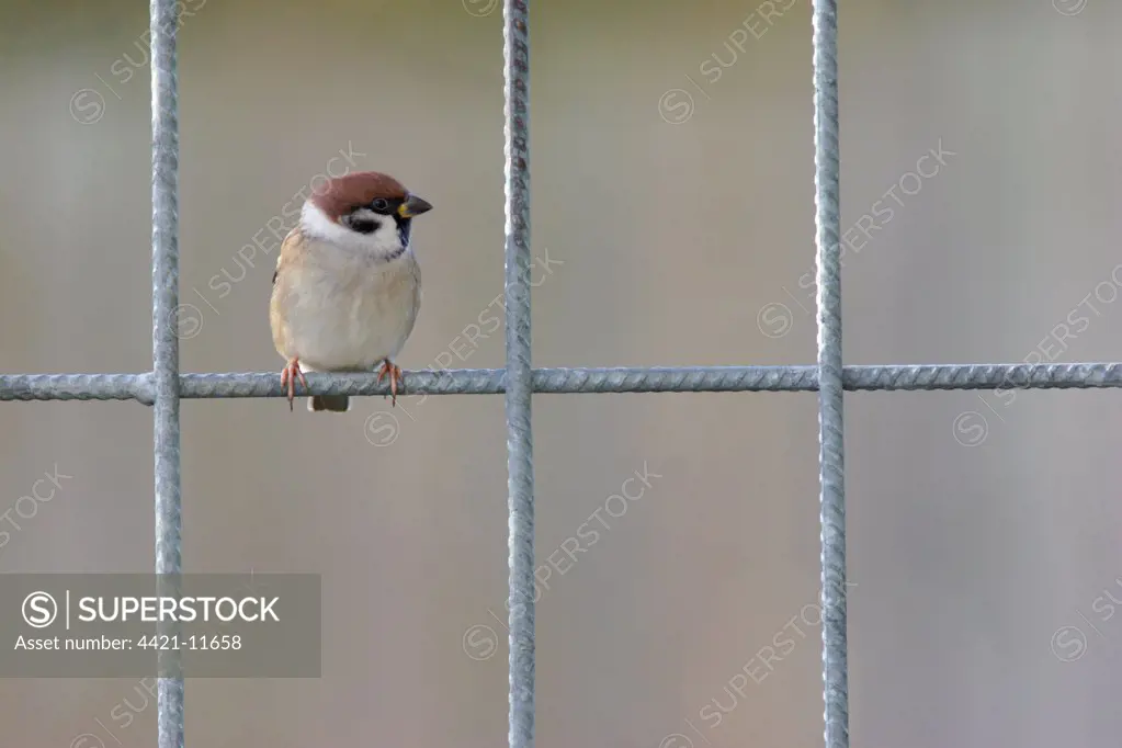 Eurasian Tree Sparrow (Passer montanus) adult, perched on fence, Yorkshire, England, november