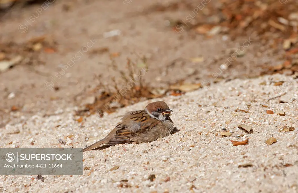 Eurasian Tree Sparrow (Passer montanus) juvenile, sunning and dust bathing in sand, Northern Spain, july