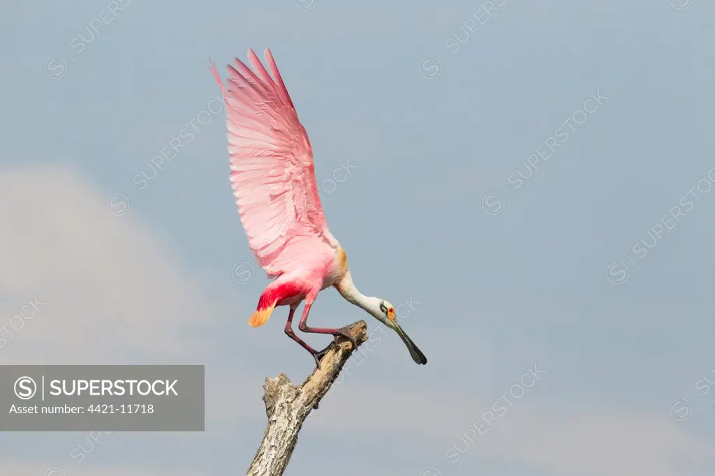 Roseate Spoonbill (Ajaia ajaja) adult, with wings raised during fight over position on dead tree, High Island, Bolivar Peninsula, Galveston County, Texas, U.S.A., april