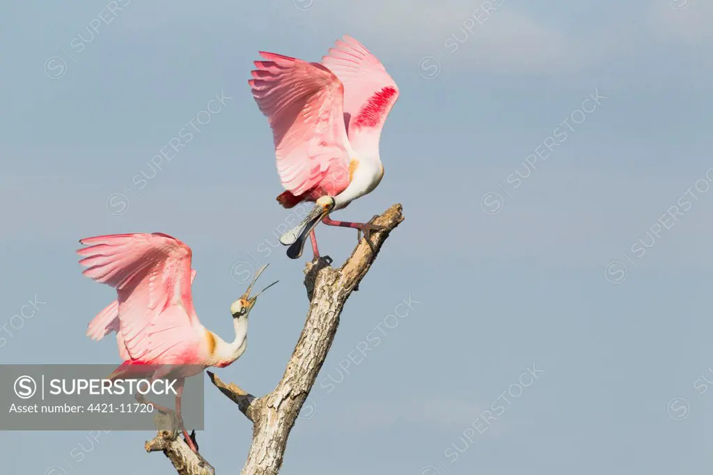 Roseate Spoonbill (Ajaia ajaja) two adults, fighting over position on dead tree, High Island, Bolivar Peninsula, Galveston County, Texas, U.S.A., april