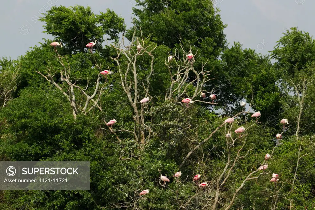 Roseate Spoonbill (Ajaia ajaja) adults and immatures, flock roosting in tree, High Island, Bolivar Peninsula, Galveston County, Texas, U.S.A., april