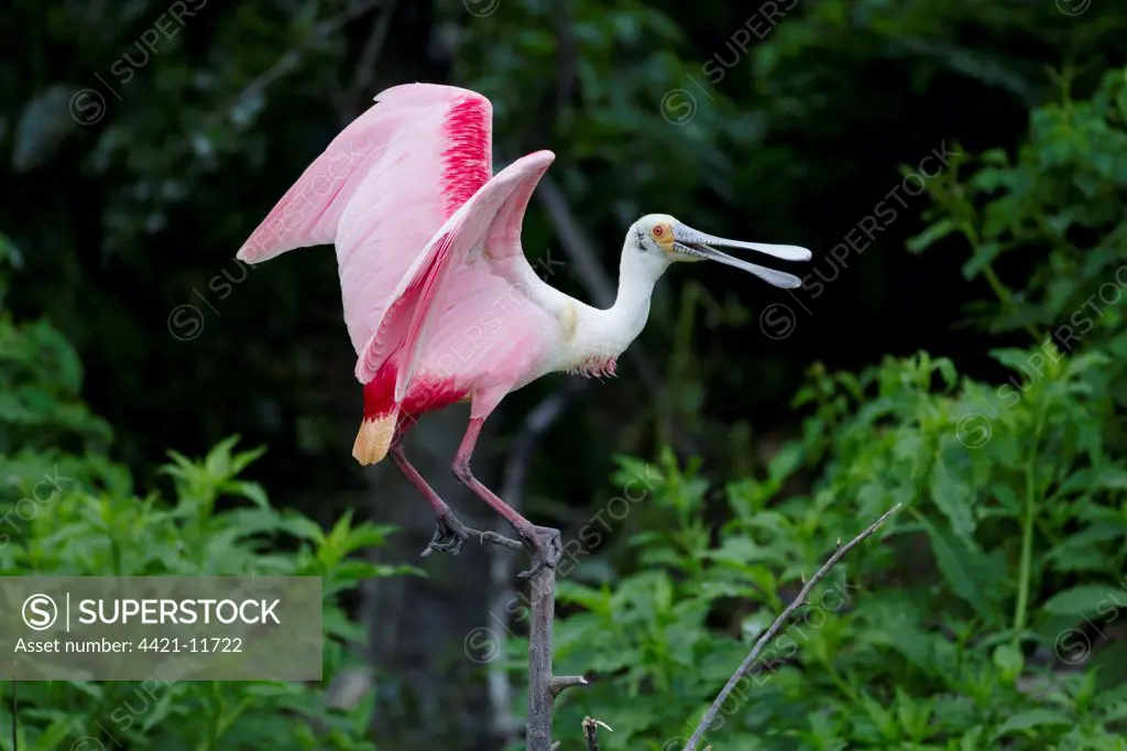Roseate Spoonbill (Ajaia ajaja) adult, with beak open, standing on branch, High Island, Bolivar Peninsula, Galveston County, Texas, U.S.A., april