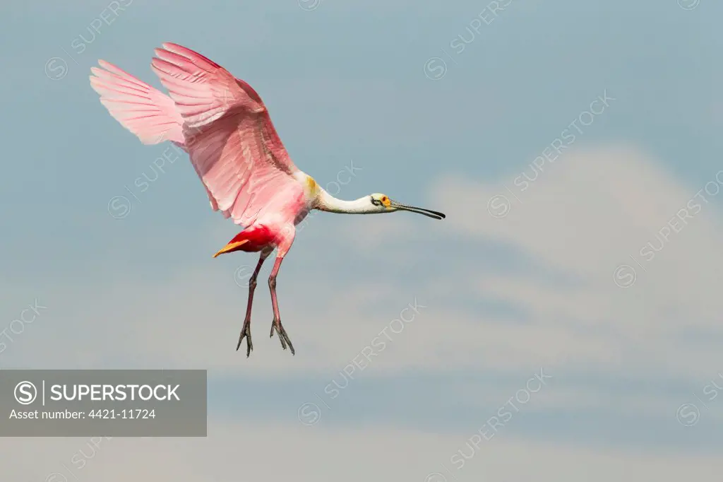 Roseate Spoonbill (Ajaia ajaja) adult, in flight, High Island, Bolivar Peninsula, Galveston County, Texas, U.S.A., april