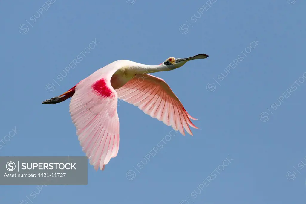 Roseate Spoonbill (Ajaia ajaja) adult, in flight, High Island, Bolivar Peninsula, Galveston County, Texas, U.S.A., april