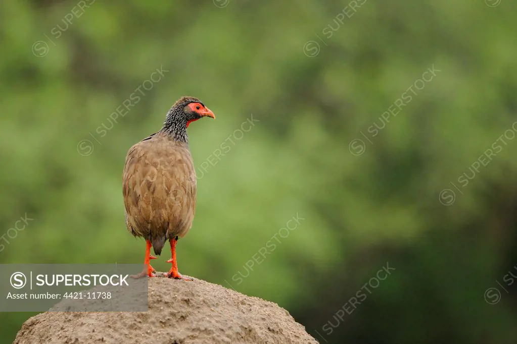 Red-necked Spurfowl (Pternistis afer) adult, standing on mound, Ruaha N.P., Tanzania