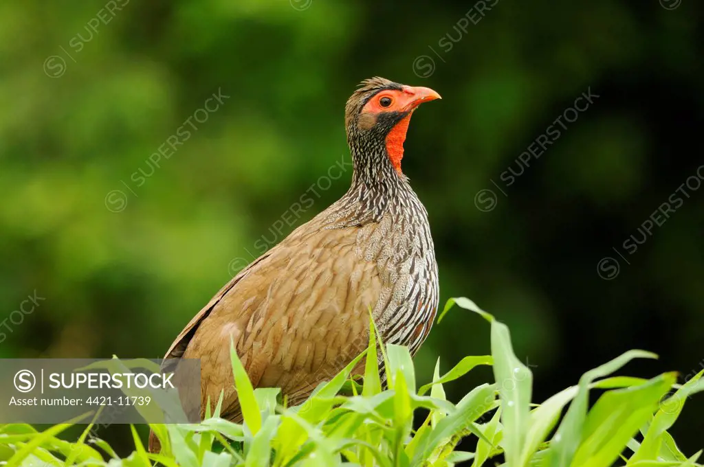 Red-necked Spurfowl (Pternistis afer) adult, amongst vegetation, Ruaha N.P., Tanzania