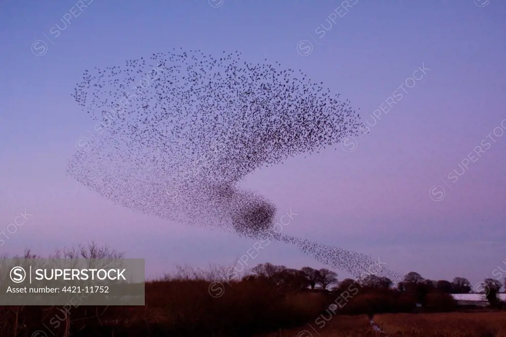 Common Starling (Sturnus vulgaris) flock, in flight, in formation above reedbed roost at sunset, Suffolk, England, january