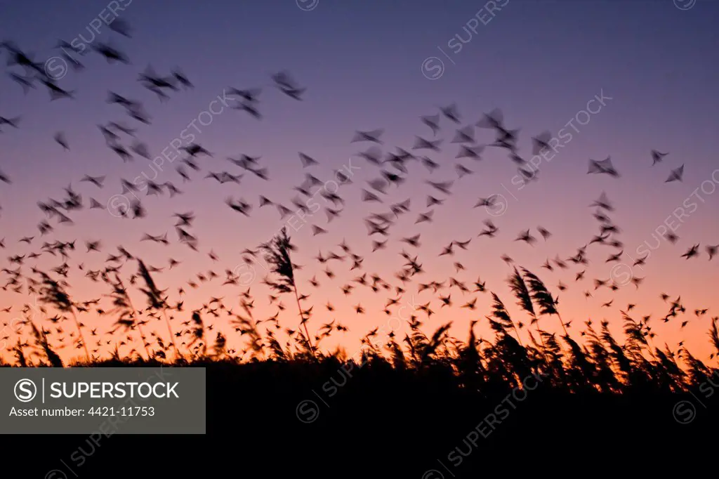 Common Starling (Sturnus vulgaris) flock, in flight, above reedbed roost at sunset, Suffolk, England, january