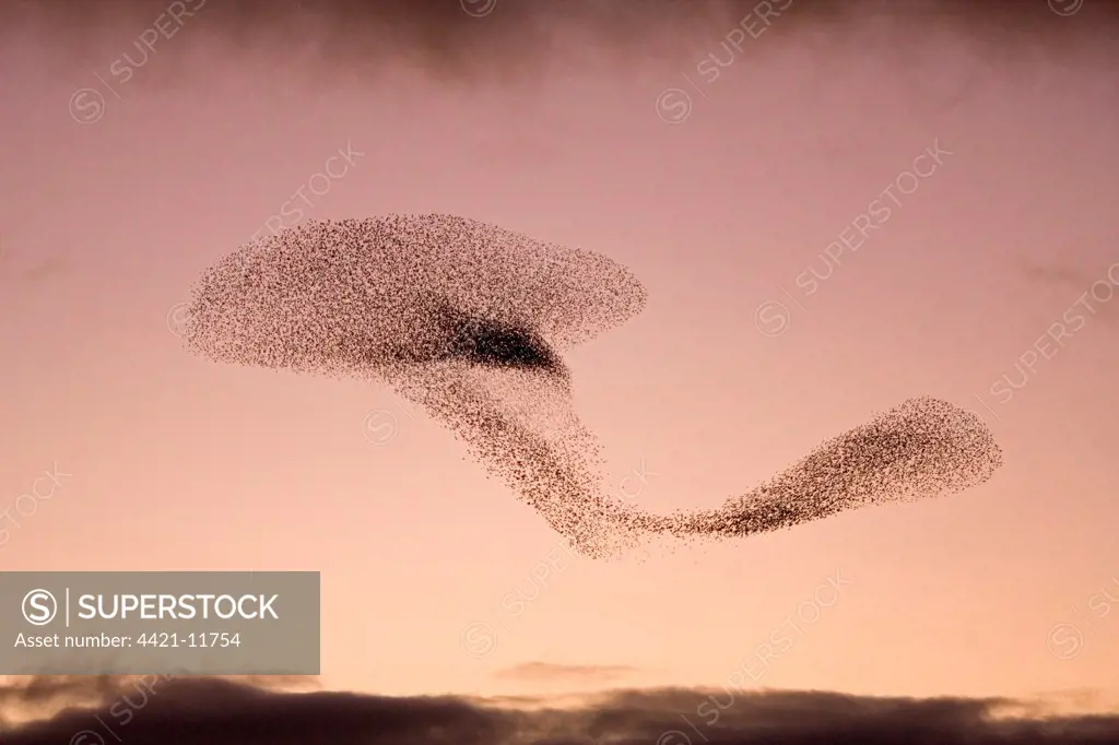 Common Starling (Sturnus vulgaris) flock, in flight, in formation above reedbed roost at sunset, Suffolk, England, february