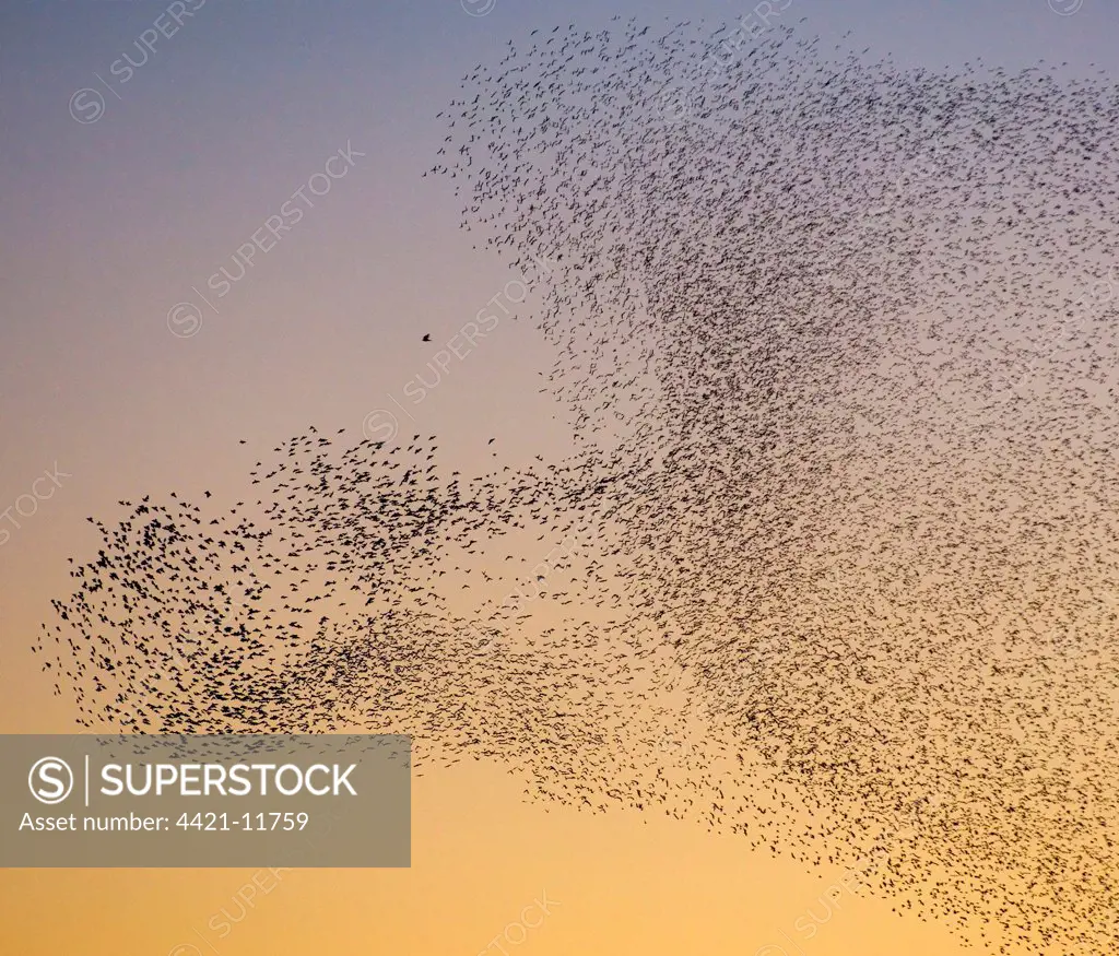 Common Starling (Sturnus vulgaris) flock, in roosting flight at dusk, aerial manoeuvres to avoid Peregrine Falcon, Borders, Scotland, winter