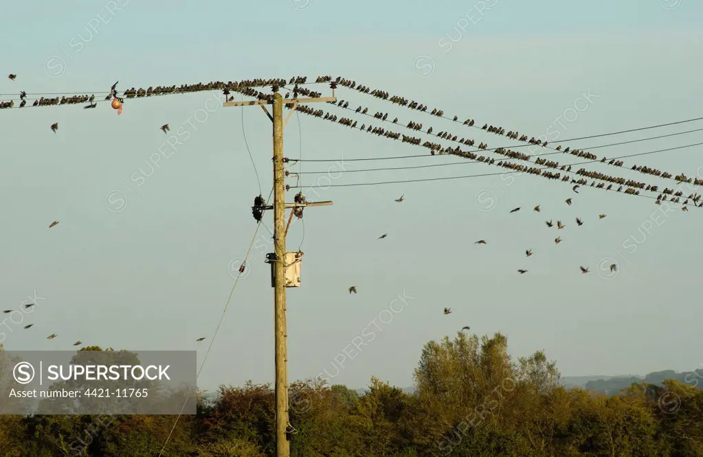 Common Starling (Sturnus vulgaris) flock, gathering on electricity cables, Meare, Glastonbury, Somerset Levels, Somerset, England, october