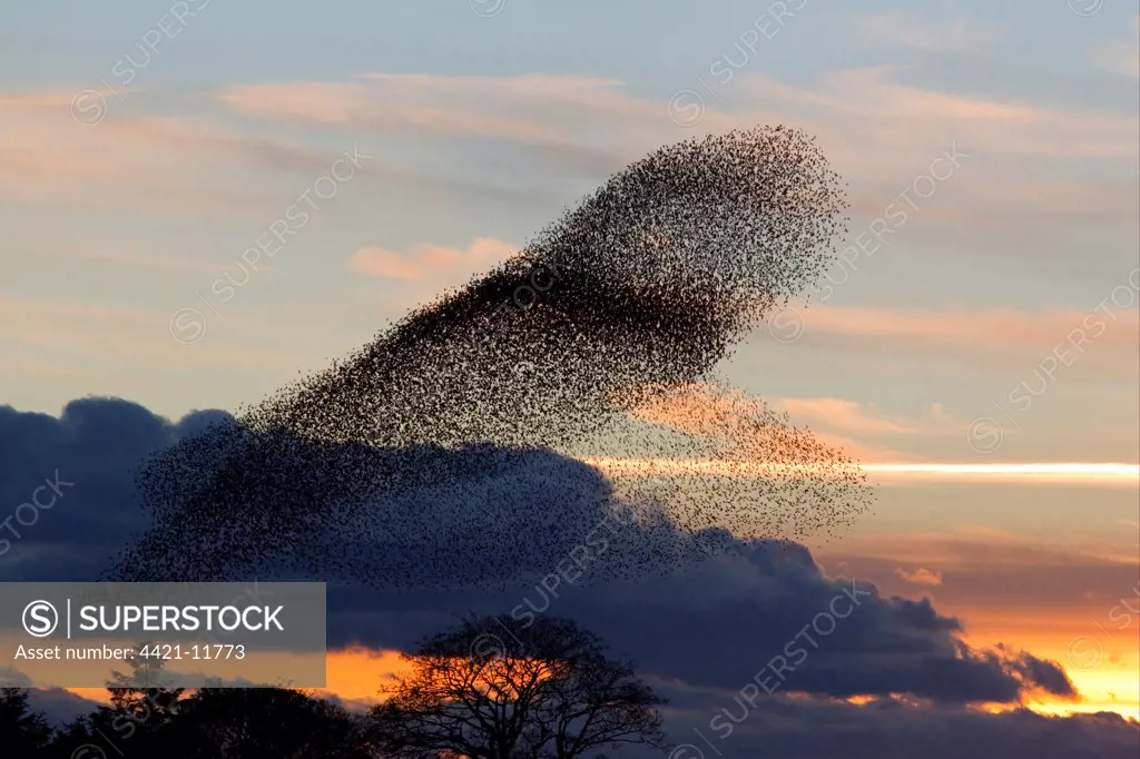 Common Starling (Sturnus vulgaris) flock, in roosting flight at sunset, Gretna Green, Dumfries, Scotland, november