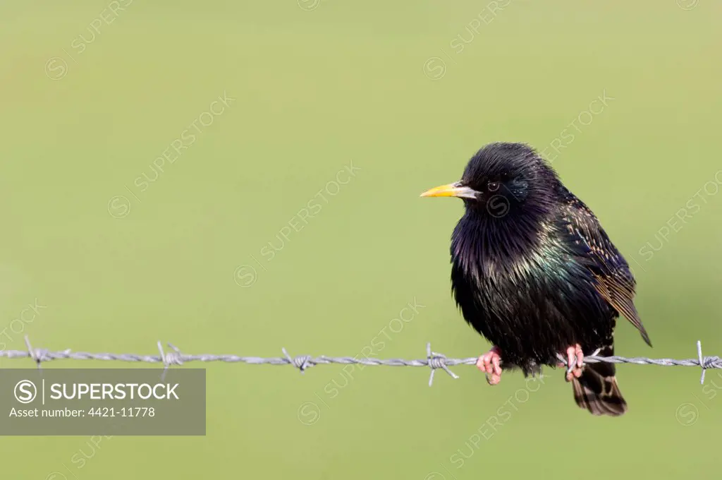 Common Starling (Sturnus vulgaris) adult male, summer plumage, perched on barbed wire, Shetland Islands, Scotland, may
