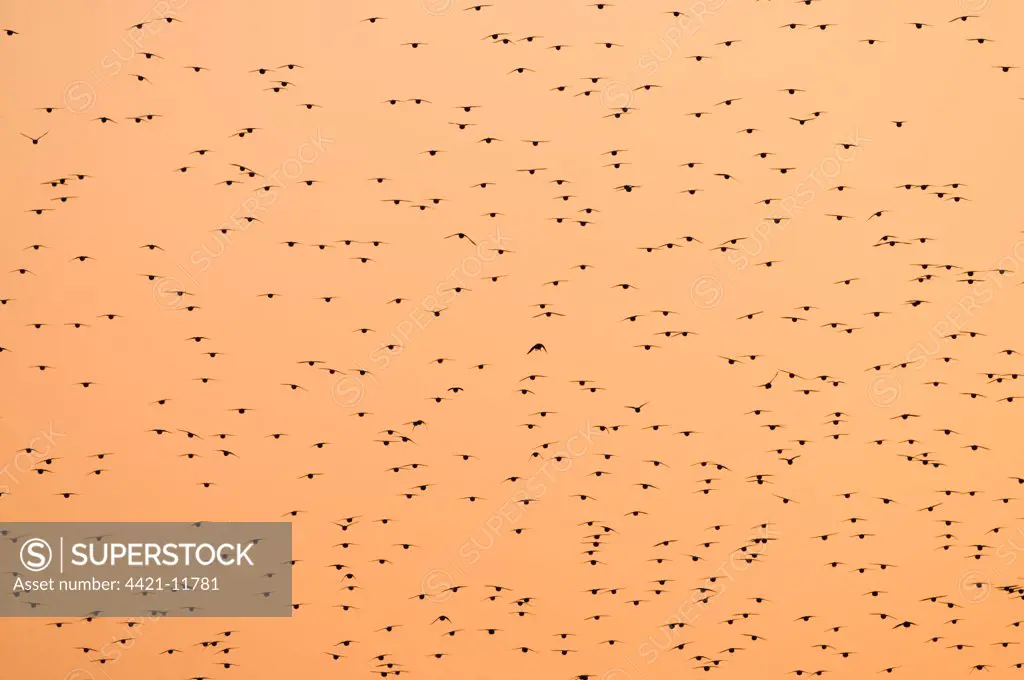 Common Starling (Sturnus vulgaris) flock, in roosting flight at sunset, Norfolk, England, november