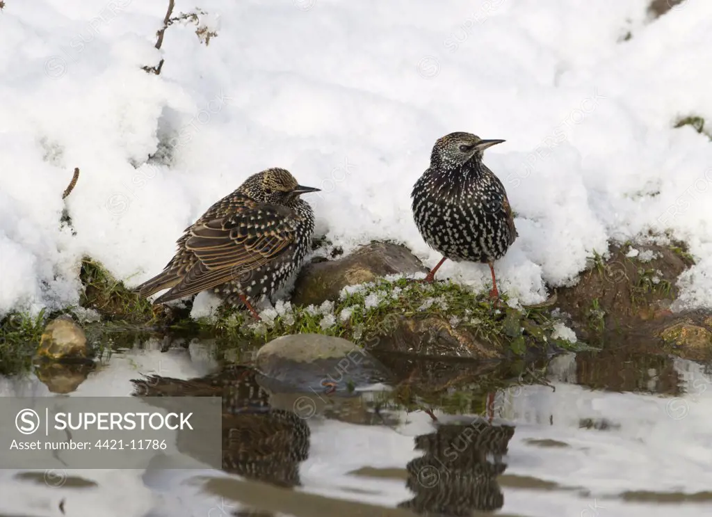 Common Starling (Sturnus vulgaris) two adults, winter plumage, drinking, standing on snow covered bank of pond, Salthouse, Norfolk, England, december