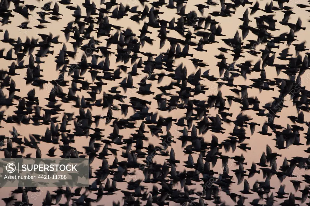Common Starling (Sturnus vulgaris) flock, in flight, flying to roost at sunset, Norfolk, England, november
