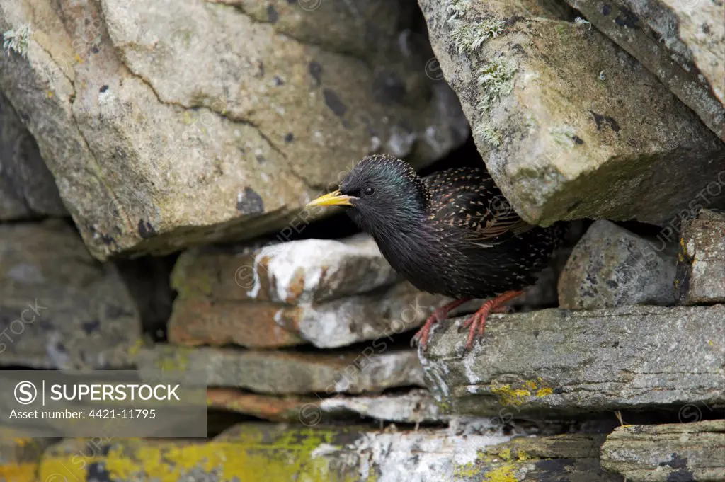 Common Starling (Sturnus vulgaris) adult, summer plumage, emerging from nesthole in drystone wall, Mainland, Shetland Islands, Scotland