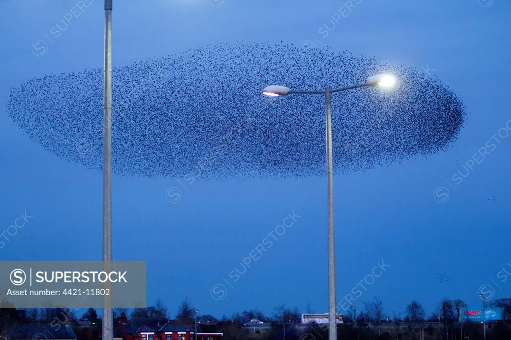 Common Starling (Sturnus vulgaris) flock, in roosting flight beside streetlights at dusk, Gretna Green, Dumfries, Scotland, march