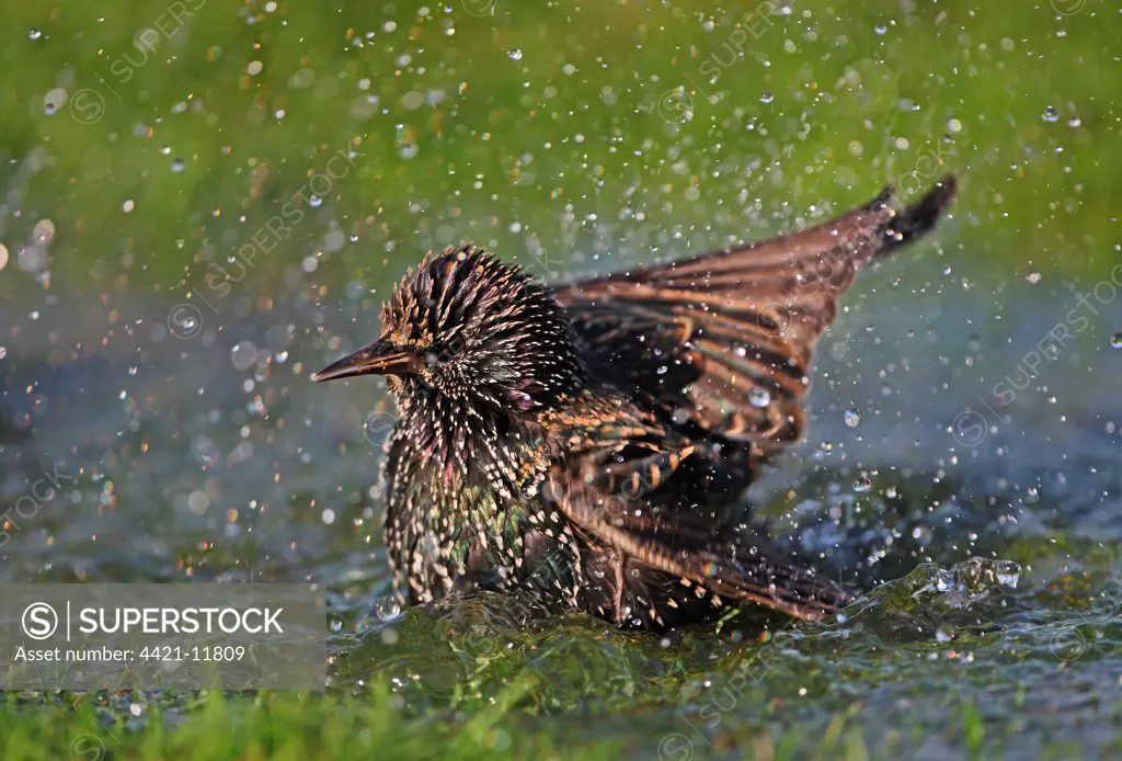 Common Starling (Sturnus vulgaris) adult, winter plumage, bathing in pond, Norfolk, England, november