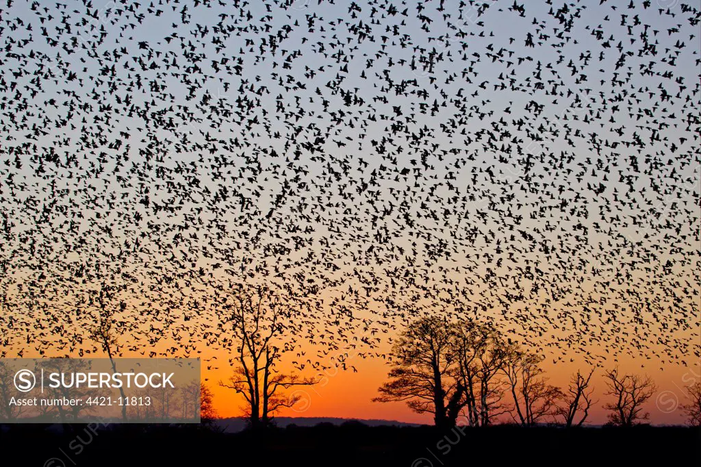 Common Starling (Sturnus vulgaris) flock, in roosting flight, silhouetted at sunset, Somerset, England, january