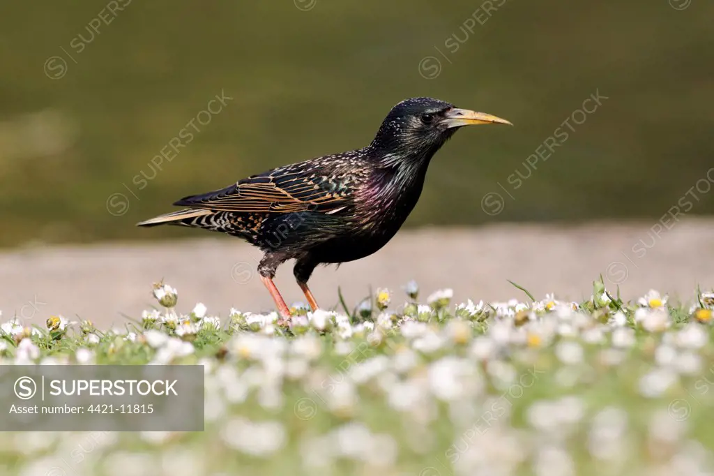 Common Starling (Sturnus vulgaris) adult male, spring plumage, with deformed elongated beak, standing amongst daisies, Midlands, England, april