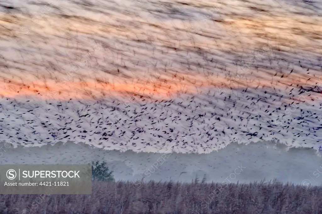 Common Starling (Sturnus vulgaris) flock, in roosting flight, blurred movement, over coastal reedbed habitat at dusk, Minsmere RSPB Reserve, Suffolk, England, november