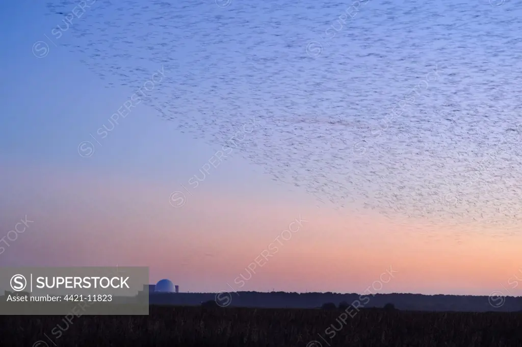 Common Starling (Sturnus vulgaris) flock, in roosting flight, over coastal reedbed habitat at dusk, with Sizewell Nuclear Power Station in background, Minsmere RSPB Reserve, Suffolk, England, november
