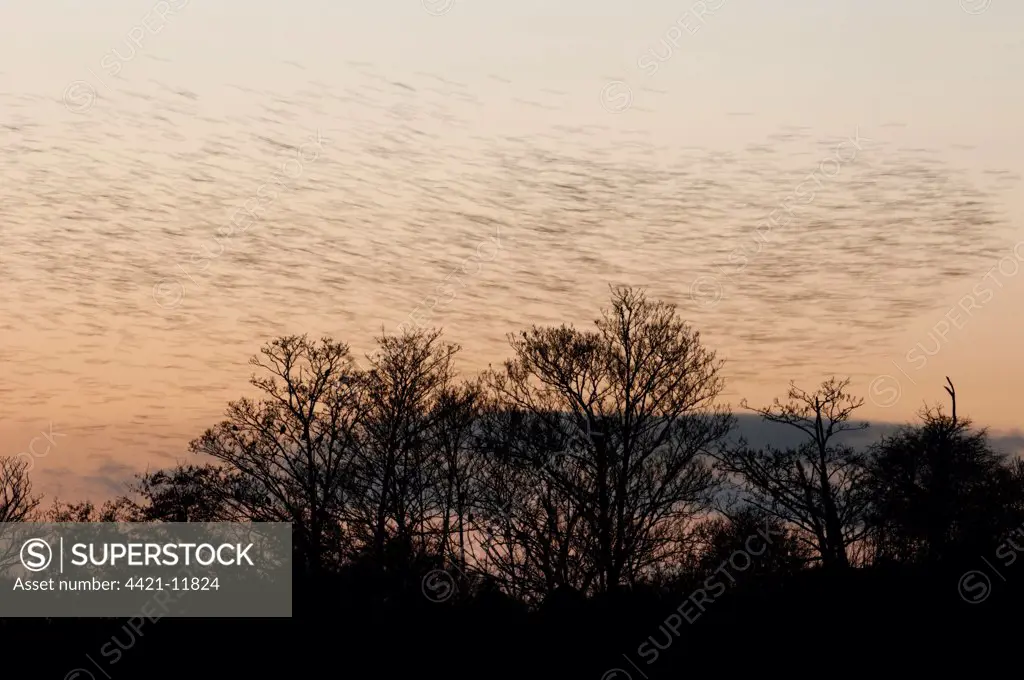 Common Starling (Sturnus vulgaris) flock, in roosting flight over trees at sunset, blurred movement, Faversham, Kent, England, december
