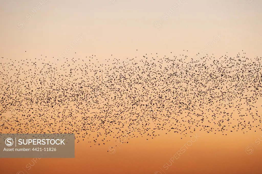Common Starling (Sturnus vulgaris) flock, in roosting flight at sunset, Faversham, Kent, England, december