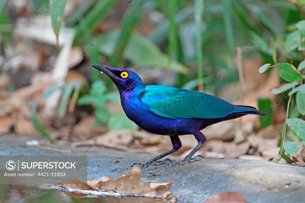 Greater Blue-eared Glossy-starling (Lamprotornis chalybaeus) adult, drinking at pool, Gambia, january