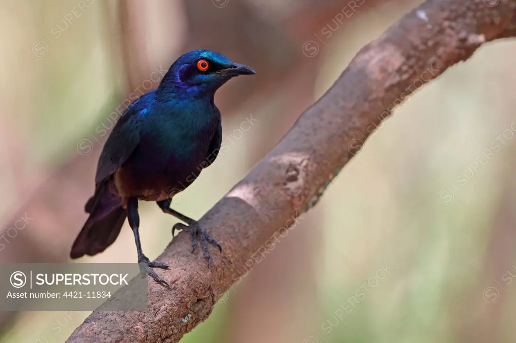 Lesser Blue-eared Glossy-starling (Lamprotornis chloropterus) adult, perched on branch, Gambia, january