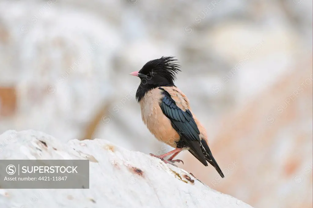 Rose-coloured Starling (Sturnus roseus) adult, standing on rock, Bulgaria, may