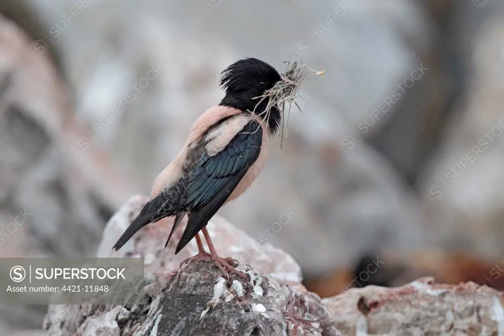 Rose-coloured Starling (Sturnus roseus) adult male, with nesting material in beak, perched on rock in quarry, Bulgaria, may
