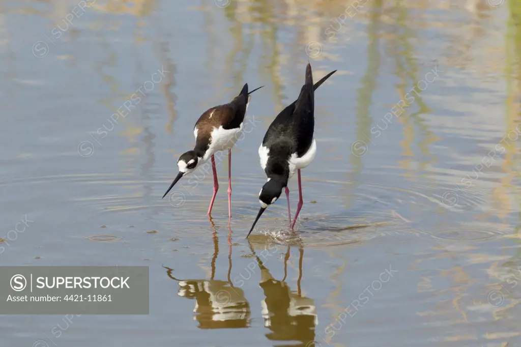 Black-necked Stilt (Himantopus mexicanus) adult pair, courtship display in water, South Padre Island, Texas, U.S.A., april