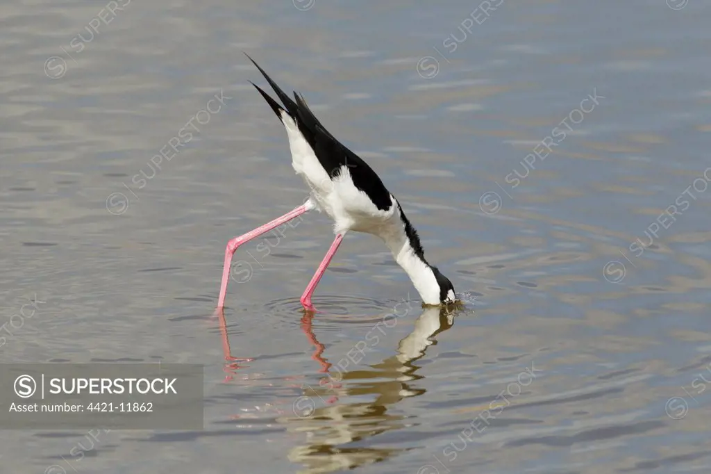 Black-necked Stilt (Himantopus mexicanus) adult male, feeding in water, South Padre Island, Texas, U.S.A., april