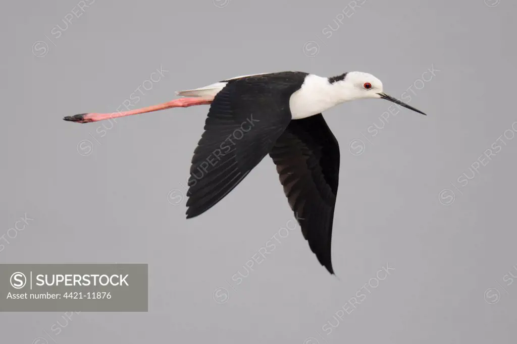 Black-winged Stilt (Himantopus himantopus) adult, in flight, Nam Sang Wai, Hong Kong, China, october
